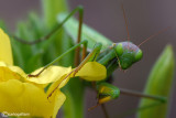 Mantis religiosa