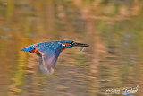 Martin pescatore - Kingfisher - (Alcedo atthis)