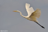 Airone bianco maggiore-Great Egret (Ardea alba)
