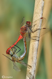 Sympetrum sanguineum