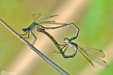 Lestes virens