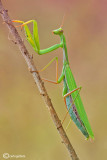 Mantis religiosa