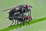 Sarcophaga carnaria