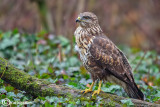 Poiana-Common Buzzard (Buteo buteo)