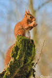 Scoiattolo rosso - Red squirrel - (Sciurus vulgaris)