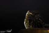 Civetta-Little Owl (Athene noctua)