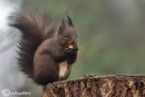 Scoiattolo rosso - Red squirrel - (Sciurus vulgaris)