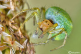 Araniella cucurbitina