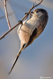 Codibugnolo- Long-tailed Tit(Aegithalos caudatus)