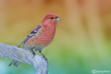 Ciuffolotto delle pinete -Pine Grosbeak( Pinicola enucleator)