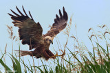 Falco di palude-Western Marsh Harrier (Circus aeruginosus)