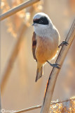 Pendolino-Penduline-Tit(Remiz pendulinus)