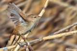 Scricciolo-Winter Wren (Troglodytes troglodytes)