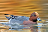 Fischione-	Wigeon (Anas penelope)