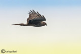 Albanella reale- Hen Harrier (Circus cyaneus)