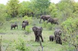 African Elephants Kruger NP near Letaba.jpg