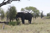 African elephant bull in Satara Kruger NP.jpg