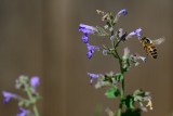 Bee in flight