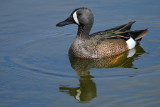 blue-winged teal male