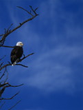 bald eagle in yellowstone np