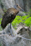 limpkin