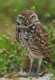 burrowing owl