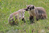 badger in lamar