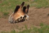 happy badger roll over