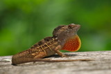 brown anole