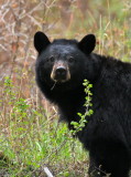 black bear female