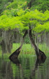 lake blue cypress