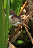 least bittern