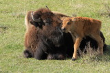 bison just born
