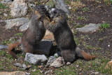 fighting marmot
