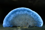 blauwe kaaszwam (oligoporus caesius)