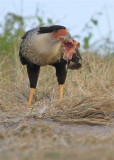 crested caracara