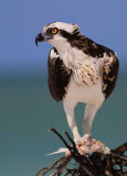 osprey, marco island