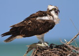 osprey, marco island