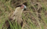 crested caracara