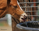YUCK!... this is not MOMs Milk!