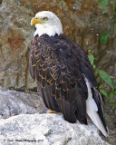 Eagle at Wildlife Images