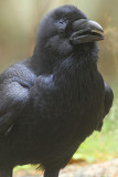 Raven  5