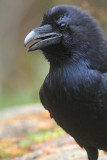Raven  6