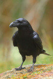 Raven  10