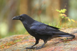 Raven  12