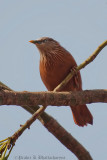 Chestnut-tailed Starling