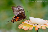 Common Mormon Female