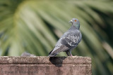 Domestic Pigeon