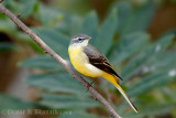 Grey Wagtail