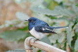 Oriental Magpie-Robin Male